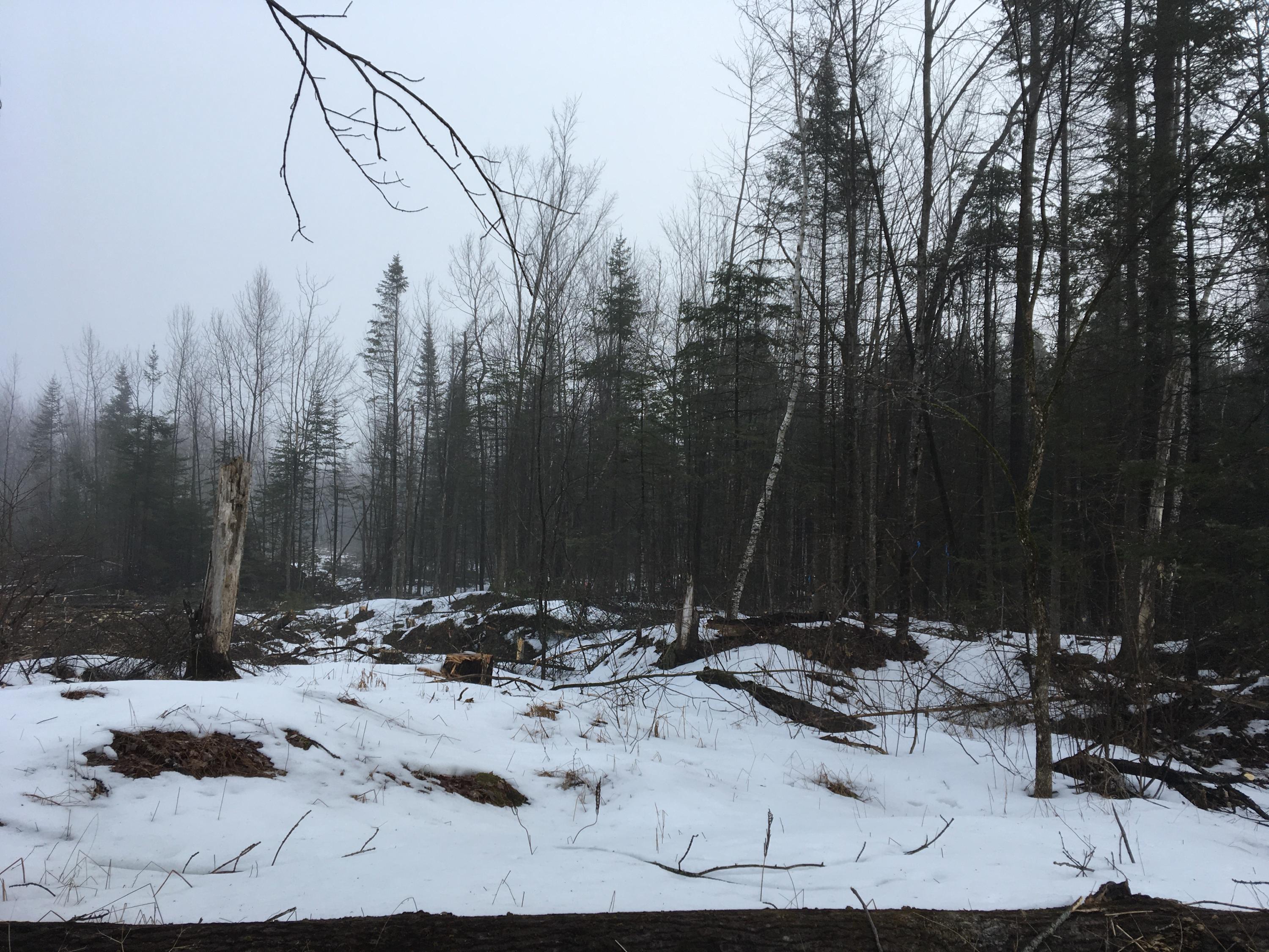 Lot 8 Johnson Flat Road Pittsfield, ME 04967 - Photo 7 of 15 Photo Mar 03, 8 05 29 AM