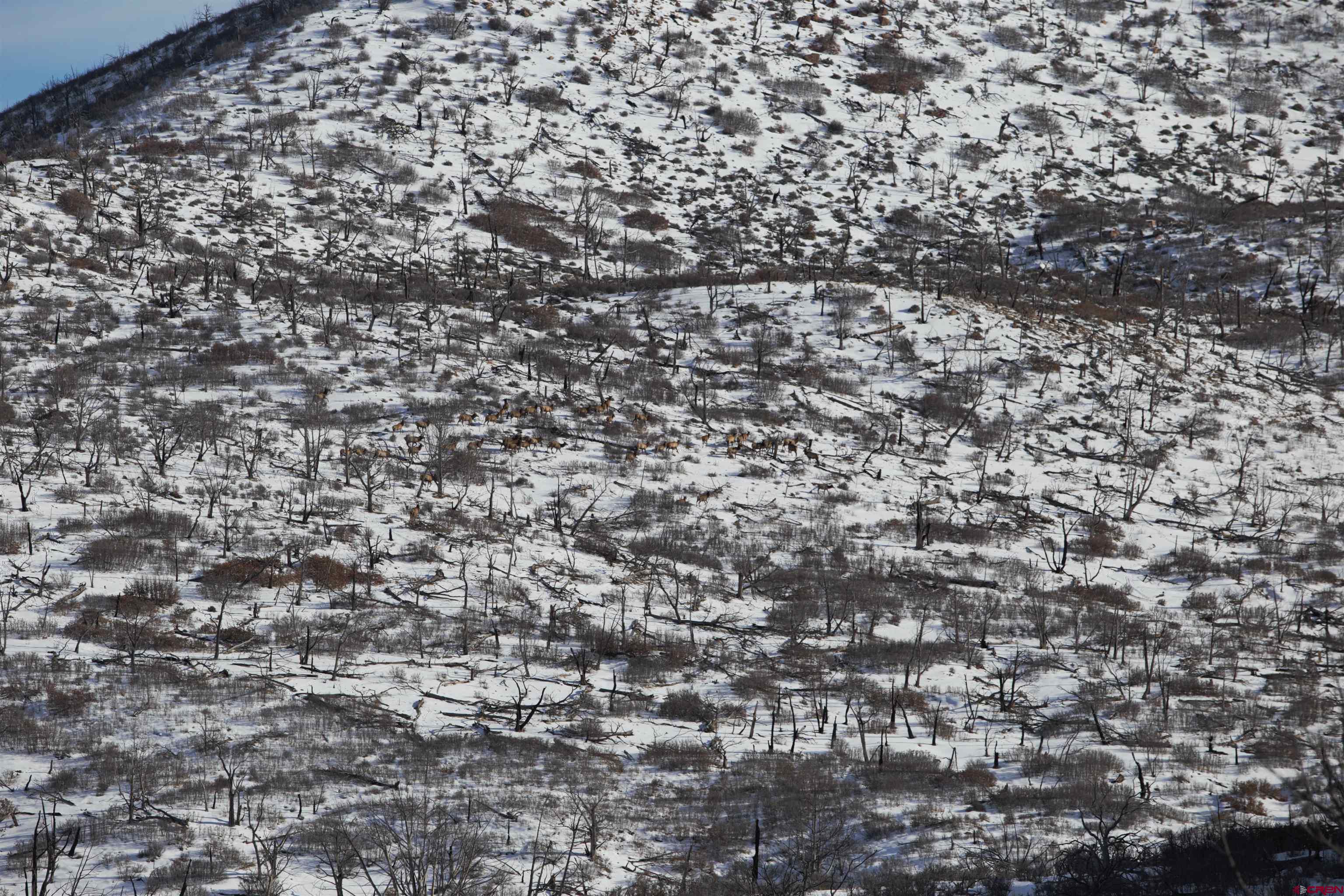 6998 East County Road U 29 Redvale, CO 81431 - Photo 14 of 27 a view of a yard
