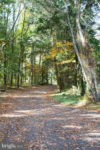 a view of a yard with large trees