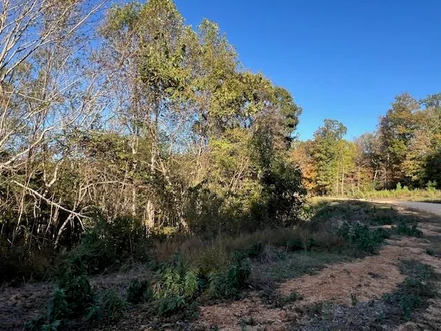 a view of a yard with plants and trees