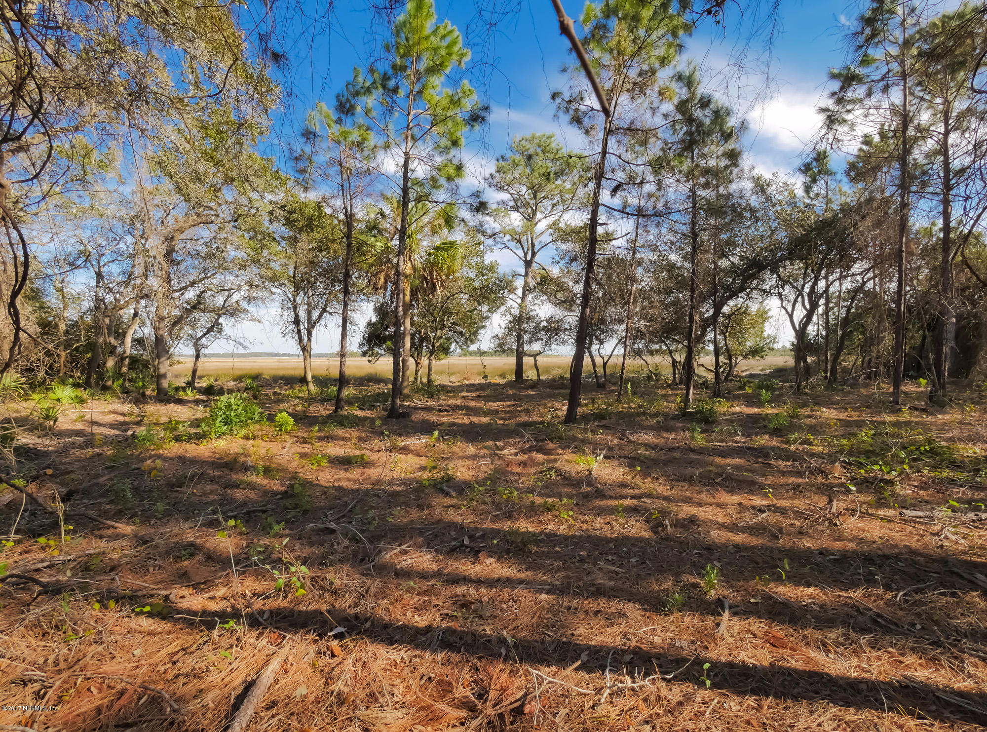 3.77-ac Shellcracker Road Jacksonville, FL 32226 - Photo 7 of 21 a view of yard with trees