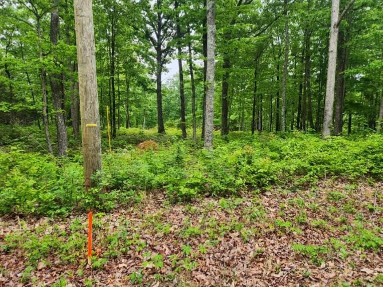 1608 Apache Trail Pegram, TN 37143 - Photo 13 of 19