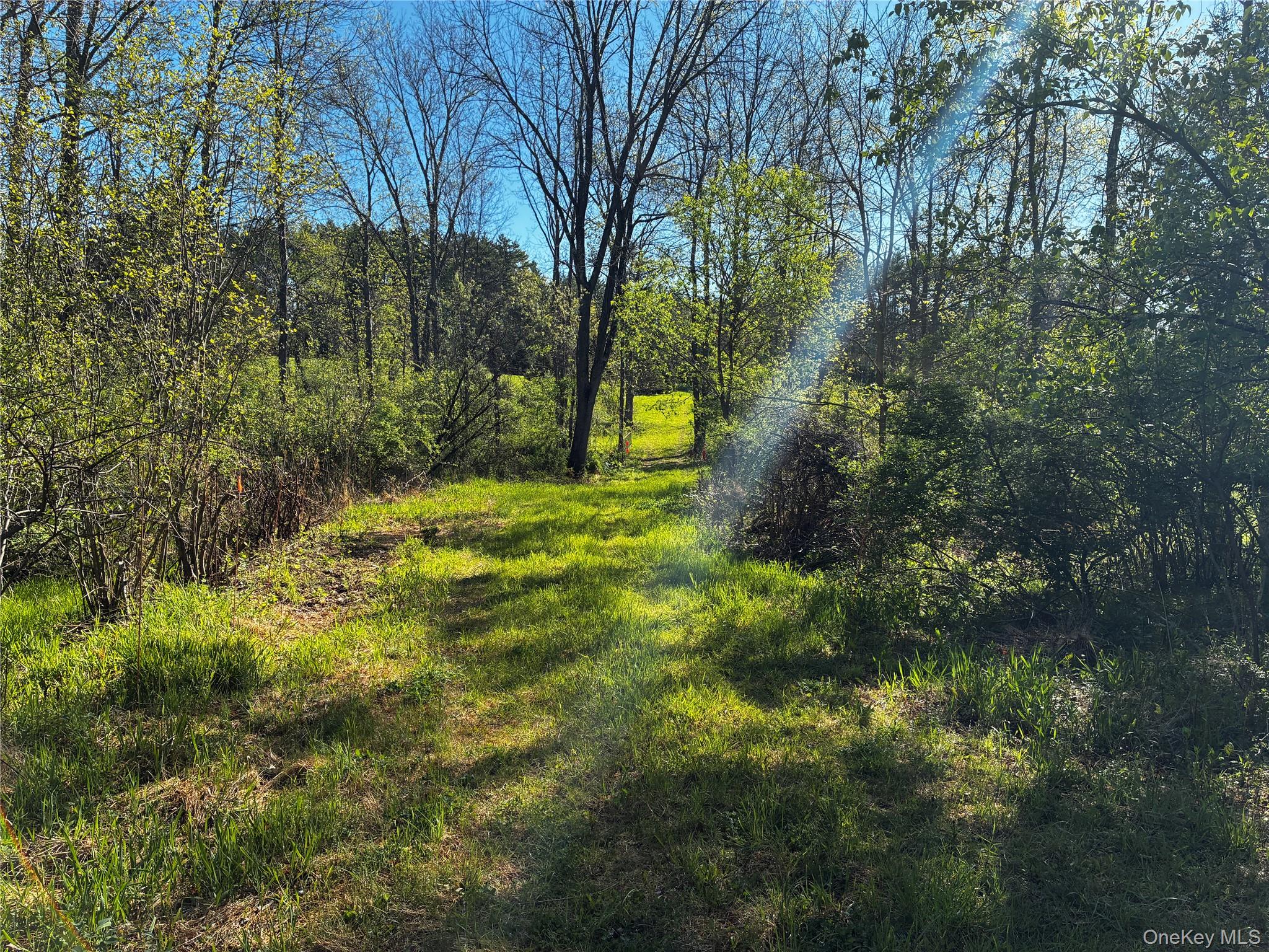 8207 Route 32 Cairo, NY 12413 - Photo 11 of 12 a big yard with lots of green space and trees