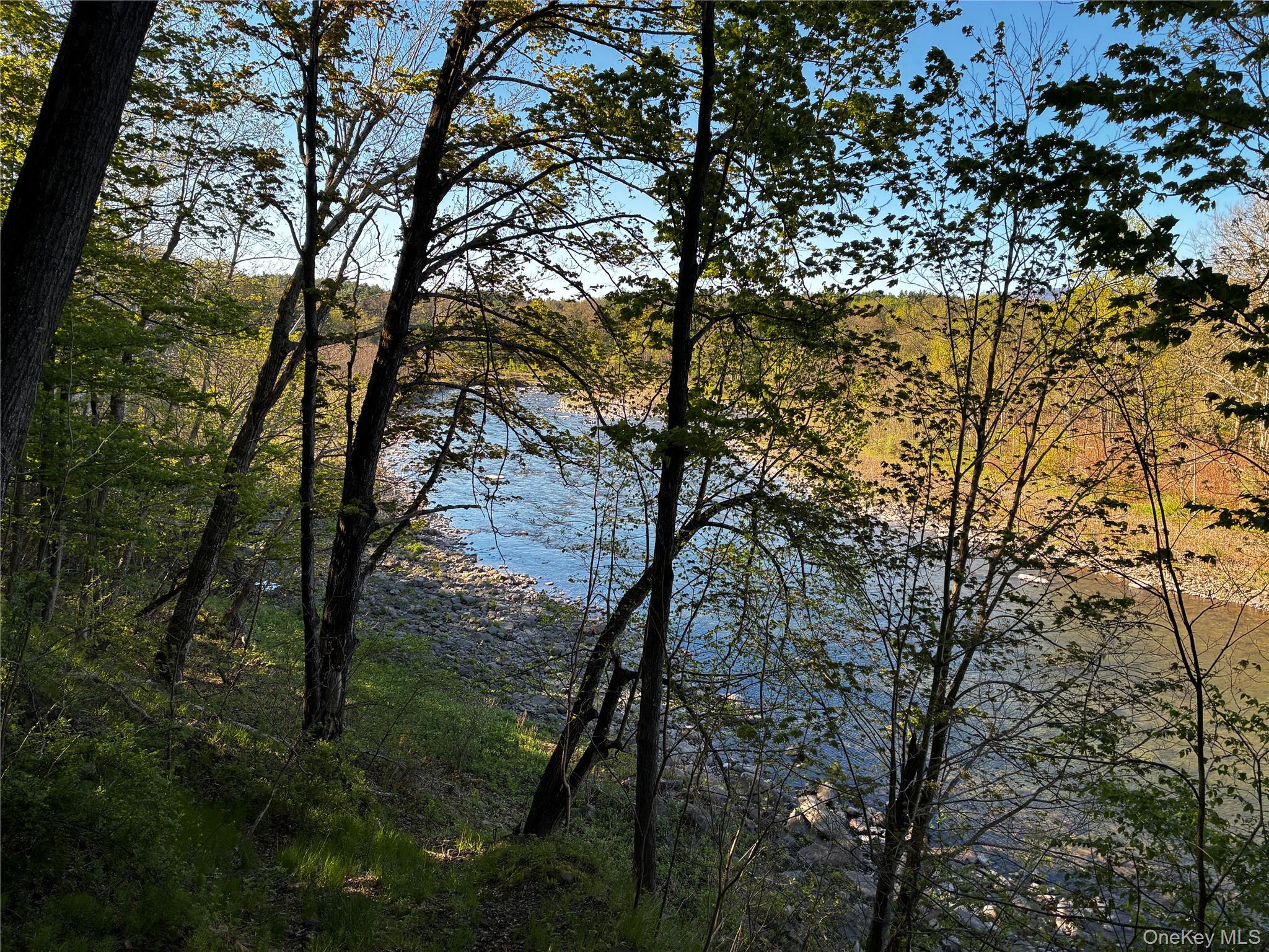 8207 Route 32 Cairo, NY 12413 - Photo 5 of 12 a view of forest
