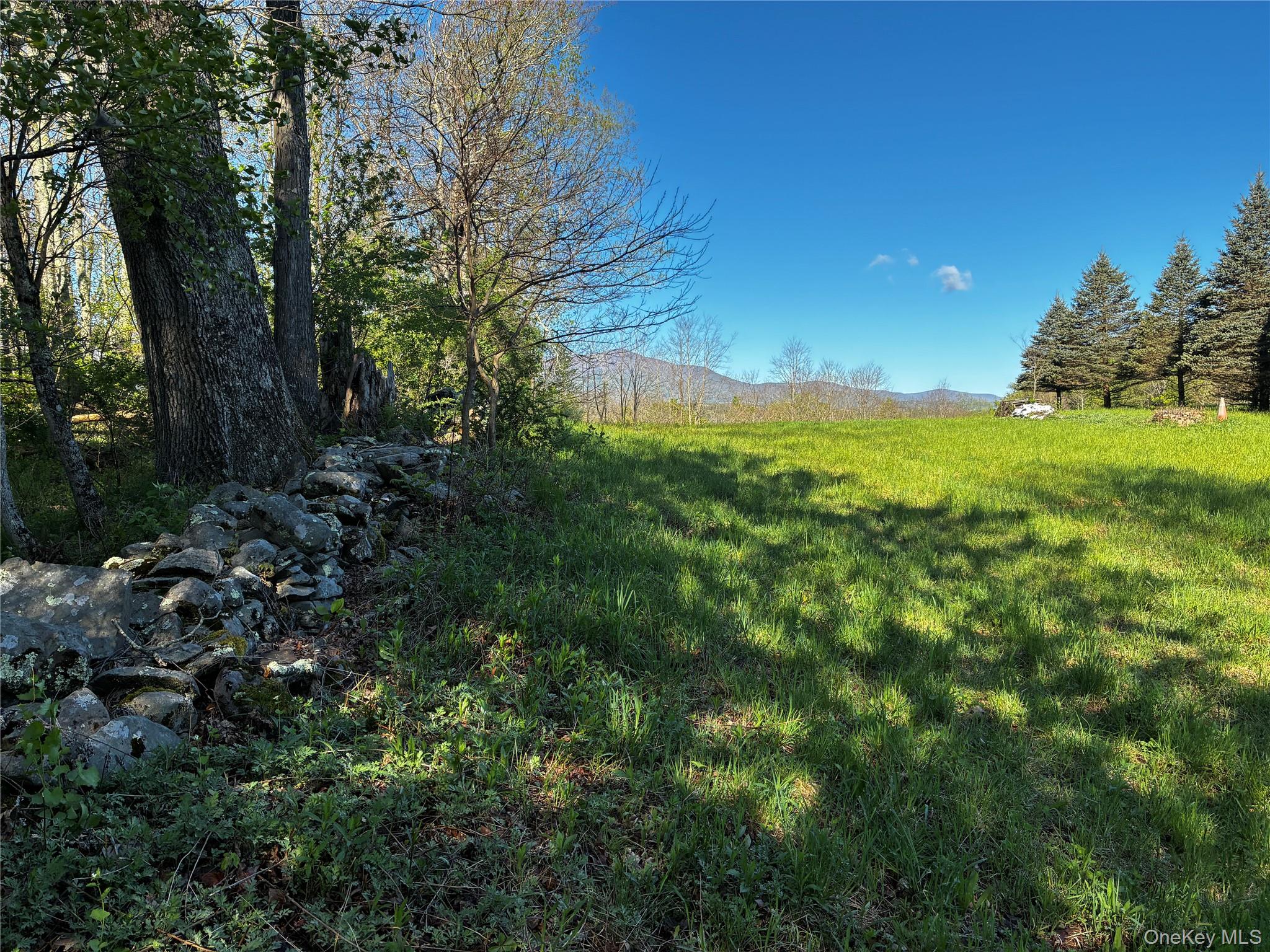 8207 Route 32 Cairo, NY 12413 - Photo 10 of 12 a view of a yard with a tree