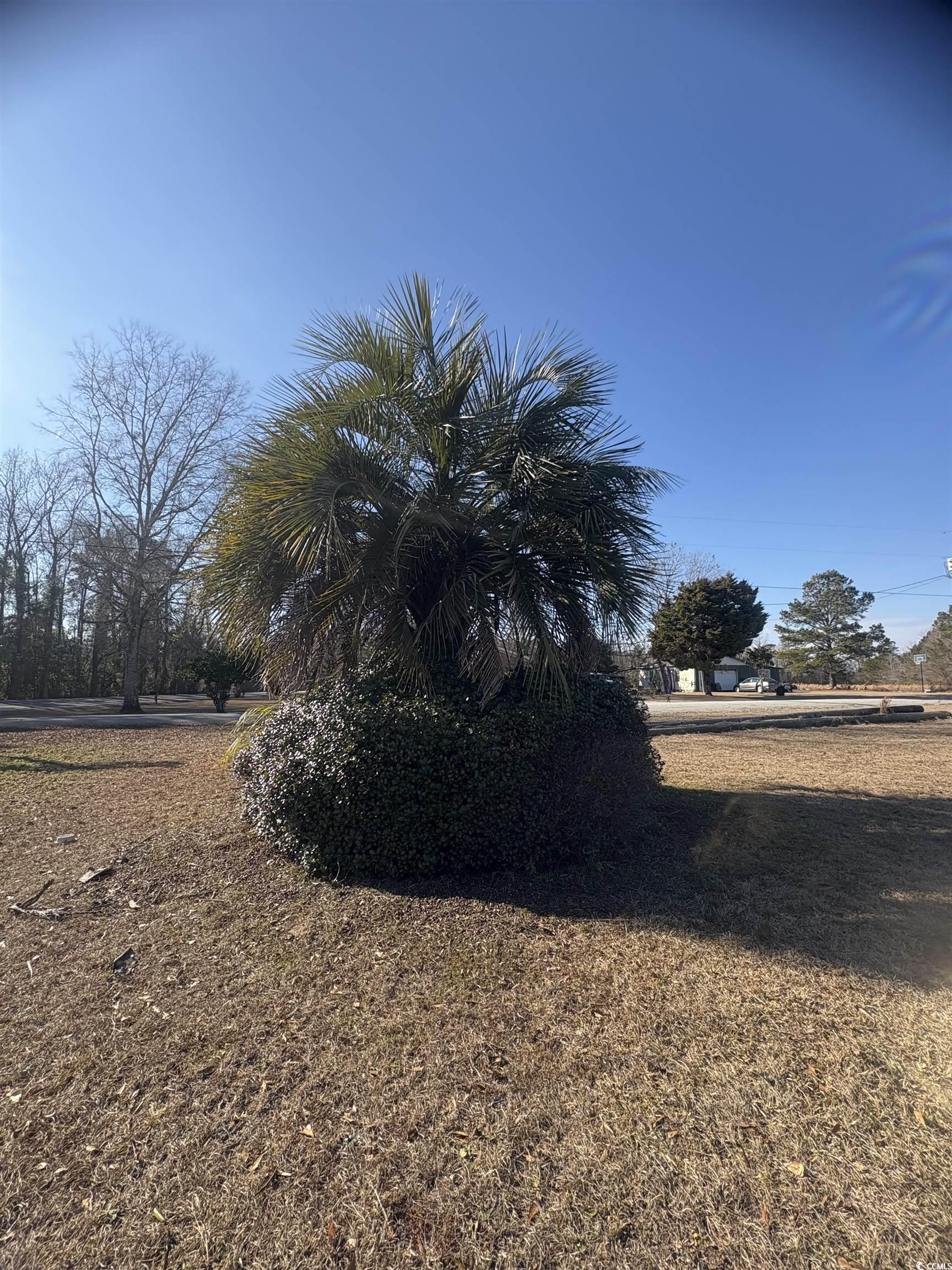 1160 Knotty Branch Road Conway, SC 29527 - Photo 4 of 12 View of yard