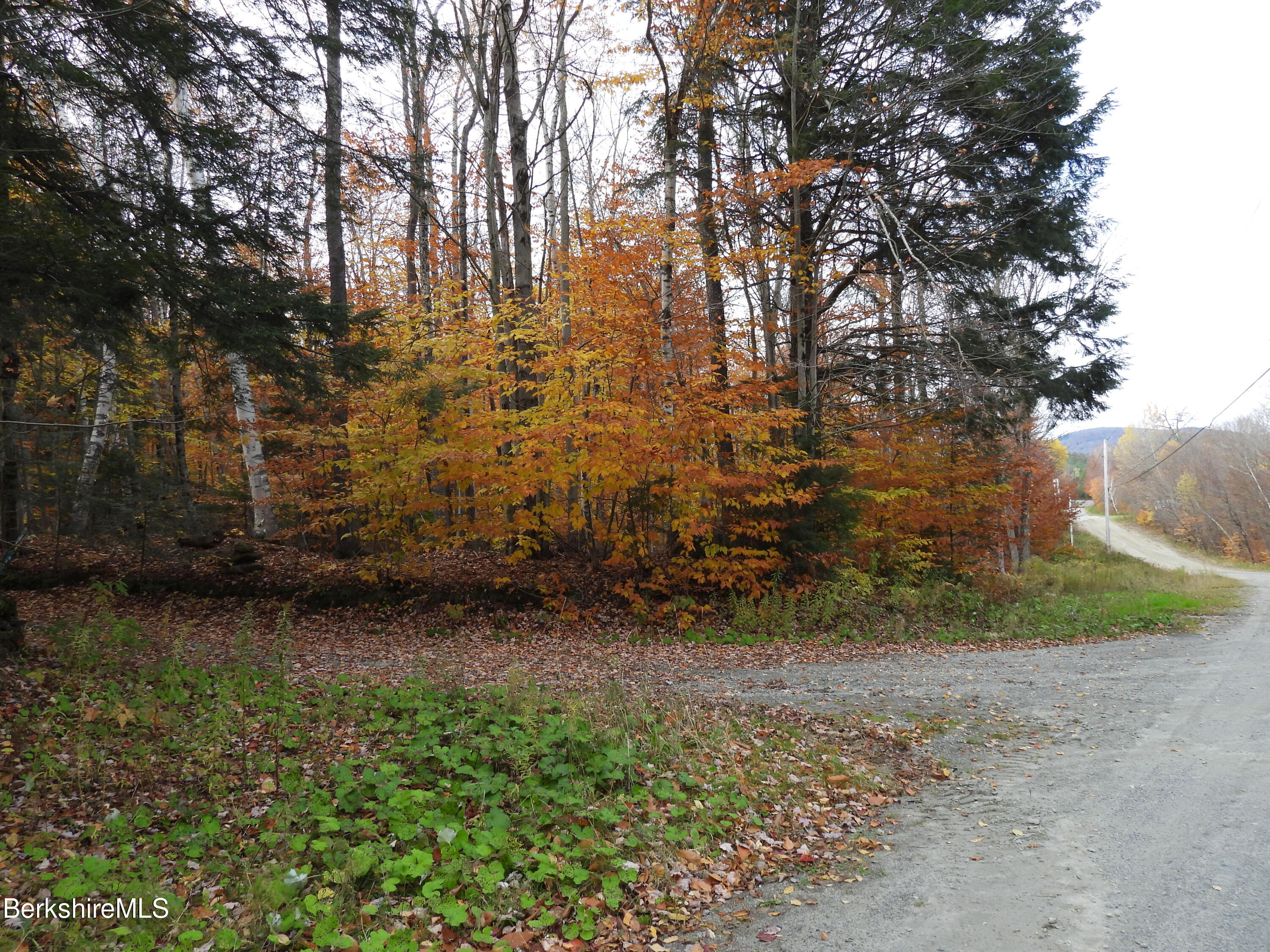 a view of a yard with large trees