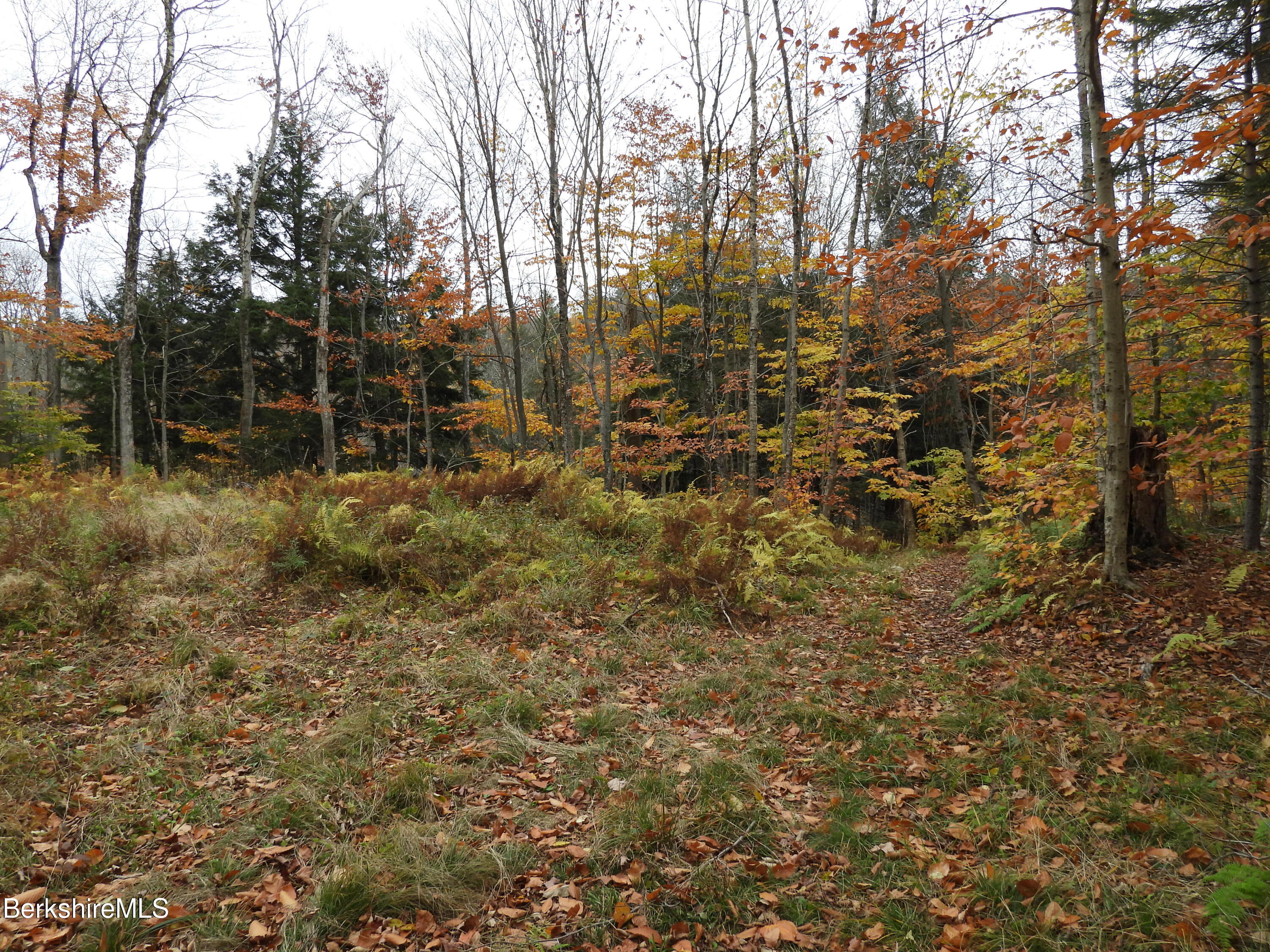 Sparrow Drive Stamford, VT 05352 - Photo 12 of 41 a view of a yard with large trees