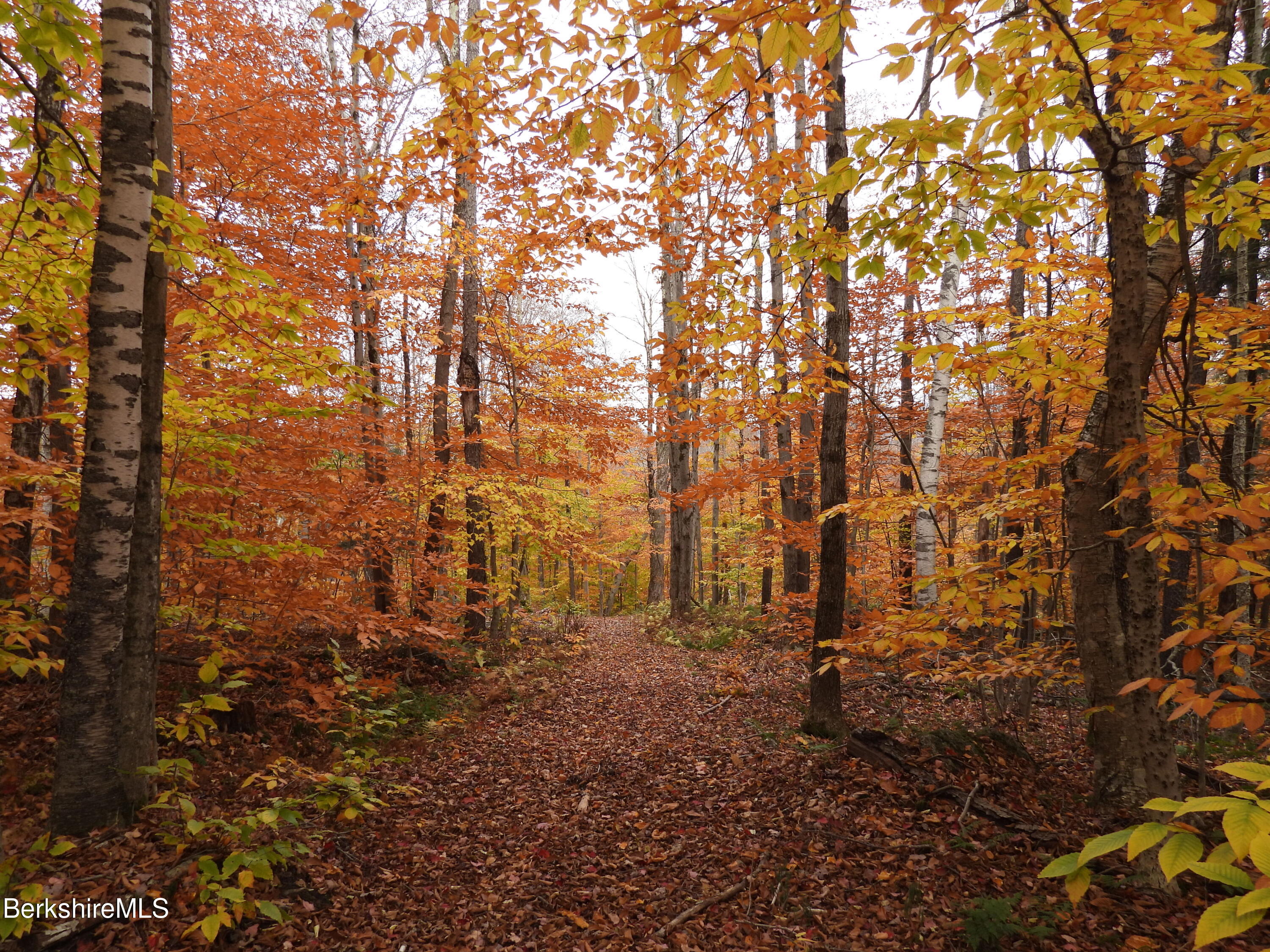 Sparrow Drive Stamford, VT 05352 - Photo 5 of 41 a view of covered with green space
