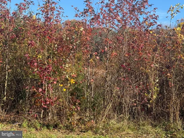 a view of a yard