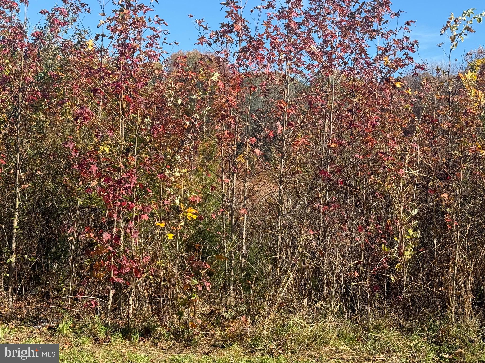 Quinton Alloway Road Salem, NJ 08079 - Photo 2 of 5 a view of a yard