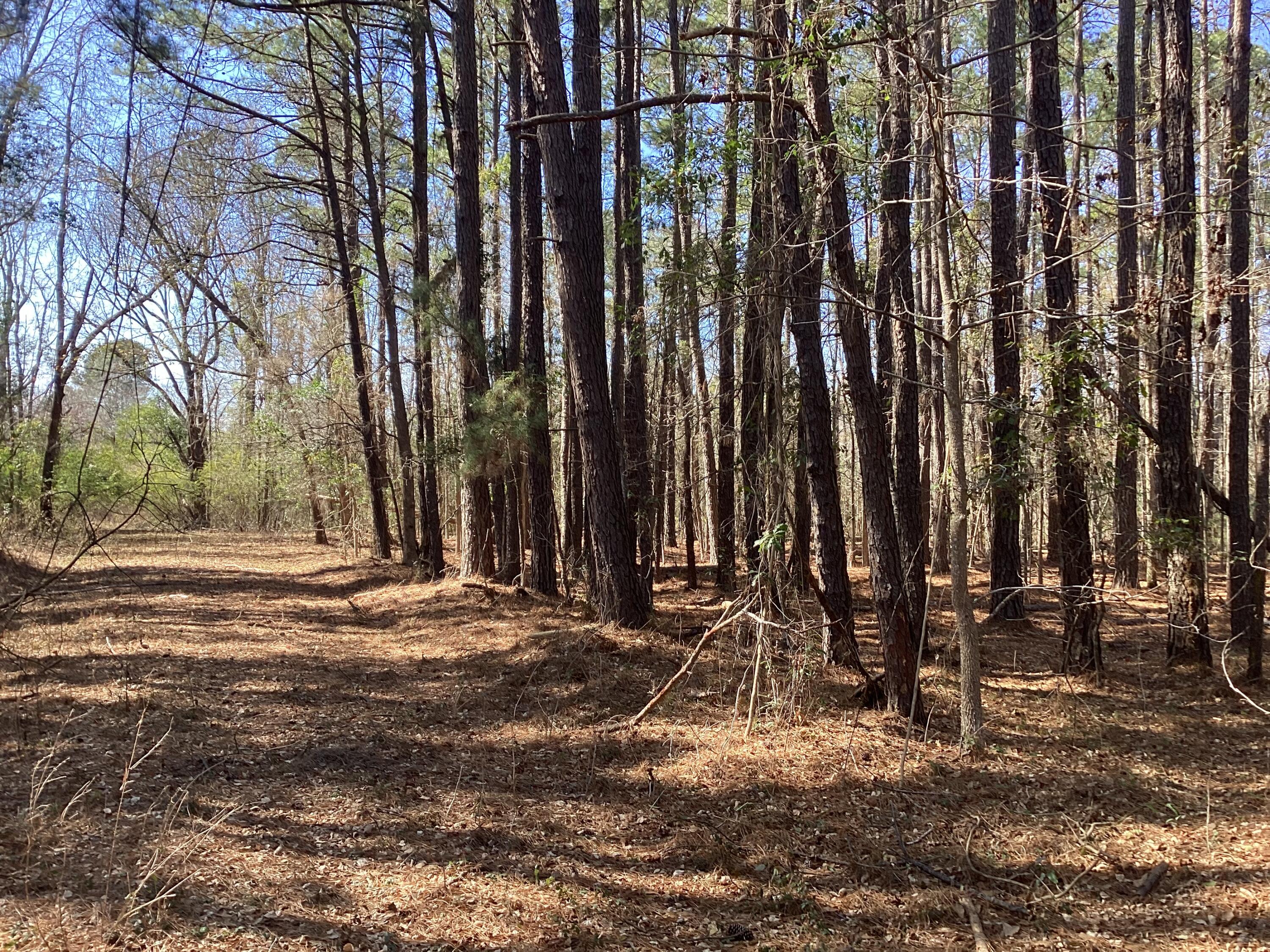 0 Legion Road St. Stephen, SC 29479 - Photo 1 of 1 IMG_0712