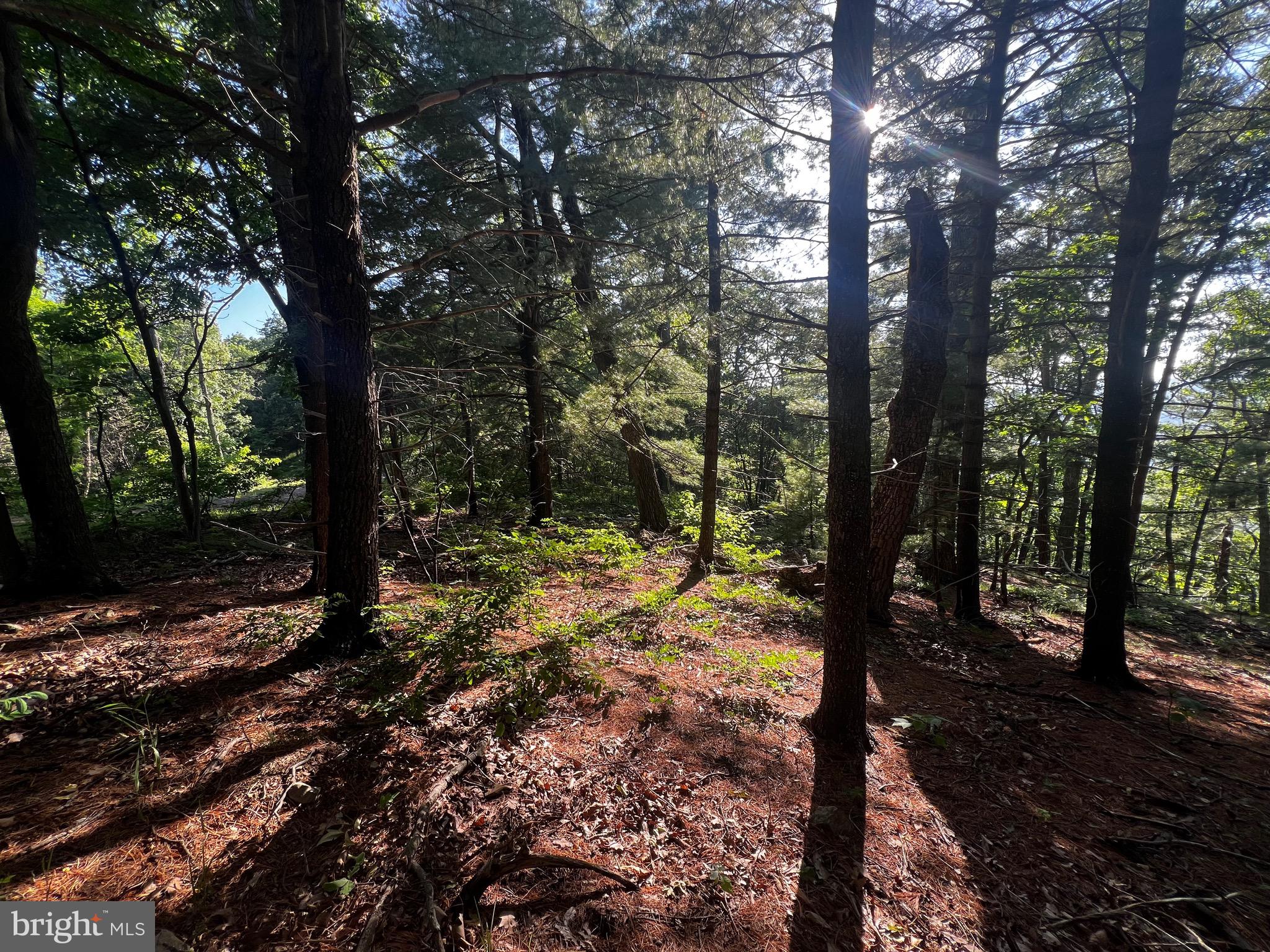 Lot 52 Grace Mountain Mathias, WV 26812 - Photo 10 of 34