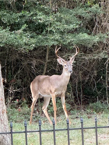 $7,000 | Tbd Golfview Drive North, Normangee, TX 77871