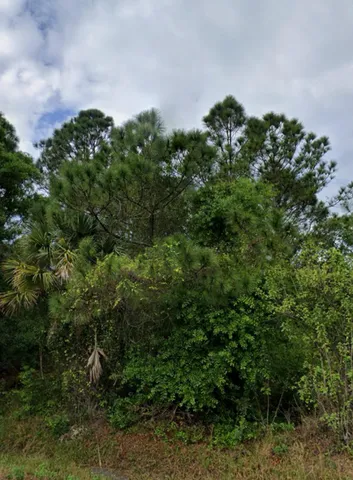 a view of a field with plants and trees