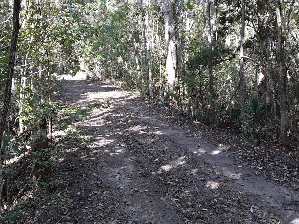 925 Hickory Hammock Road Carrabelle, FL 32322 - Photo 12 of 25 Gallery Image 12