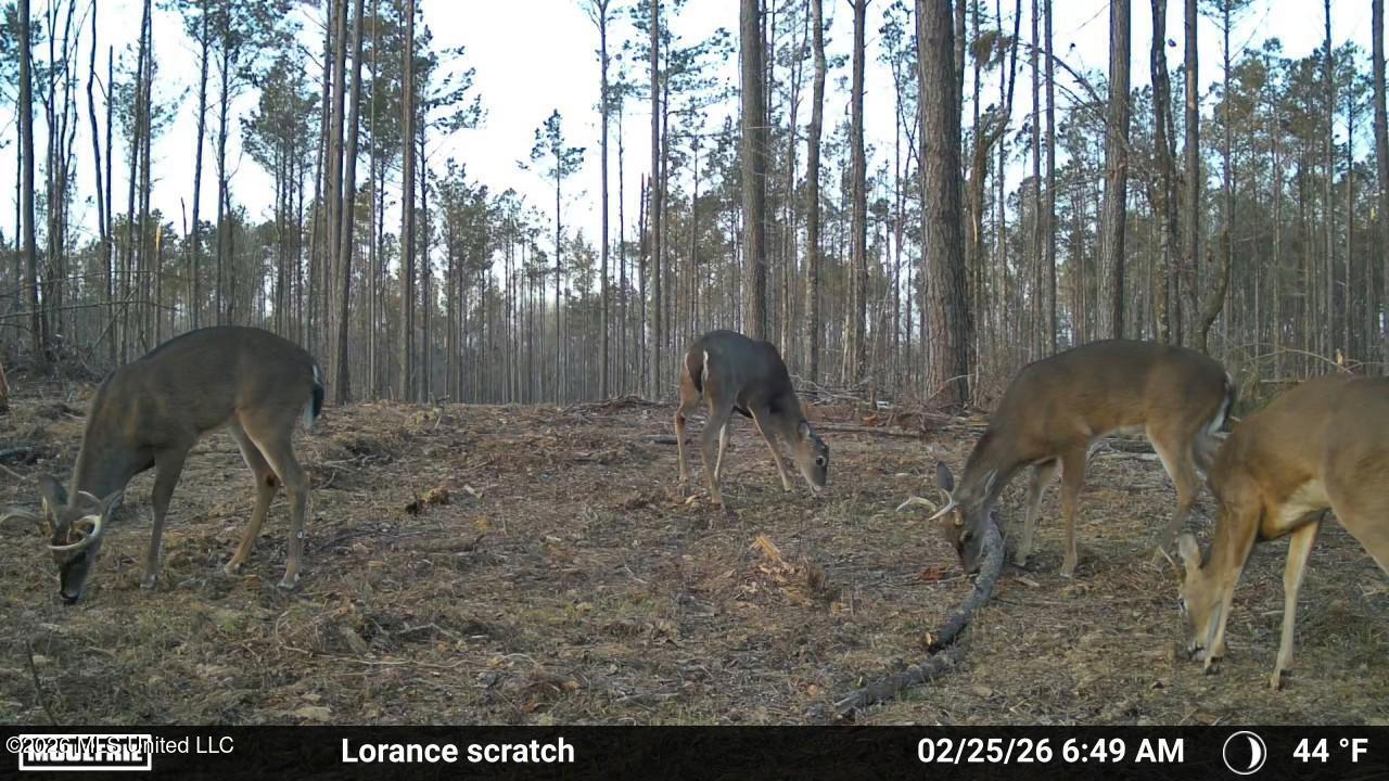 Lorance Road Clinton, MS 39056 - Photo 21 of 25 Temp_2396894-20260225125045-100MFCAM_MFD