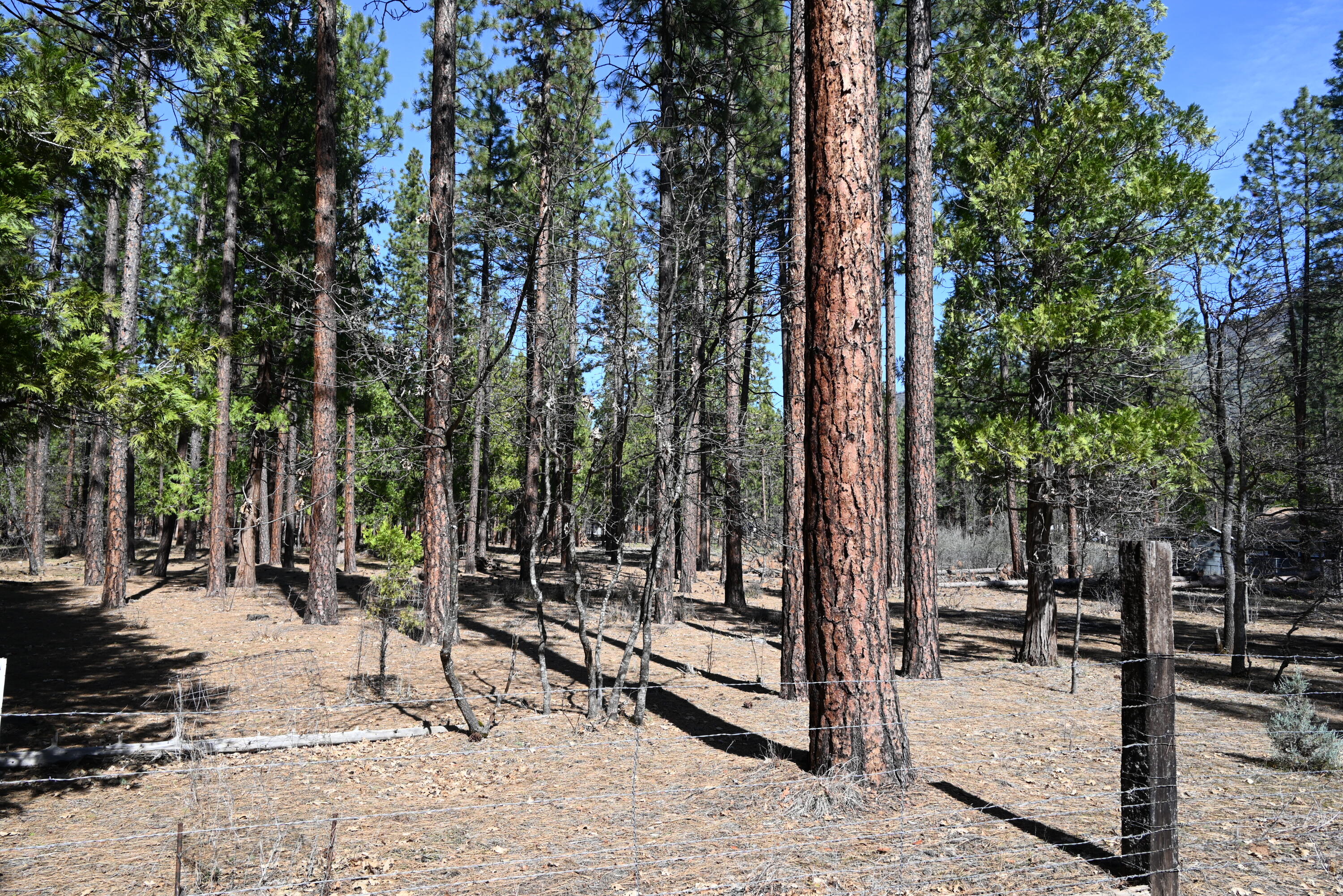 0 Pine Shadows Road McArthur, CA 96056 - Photo 2 of 3 2026-03-10 17.10.14