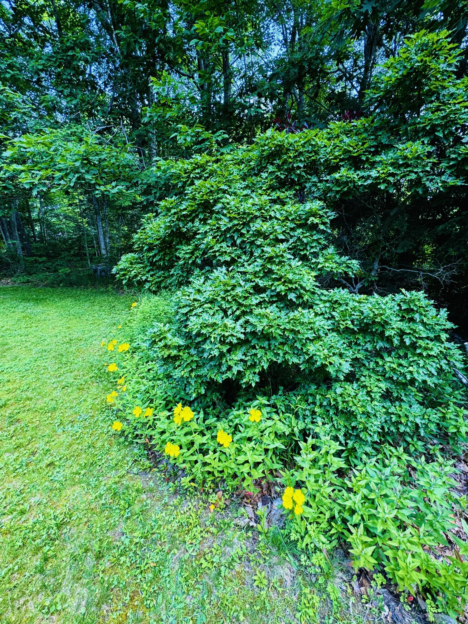 110 Littlefield Road Newburgh, ME 04444 - Photo 25 of 59 IMG_6061
