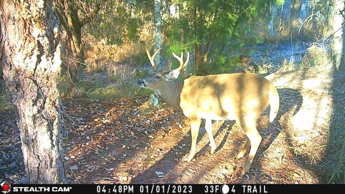 239 Aubie Road Samson, AL 36477 - Photo 18 of 50 Gallery Image 18