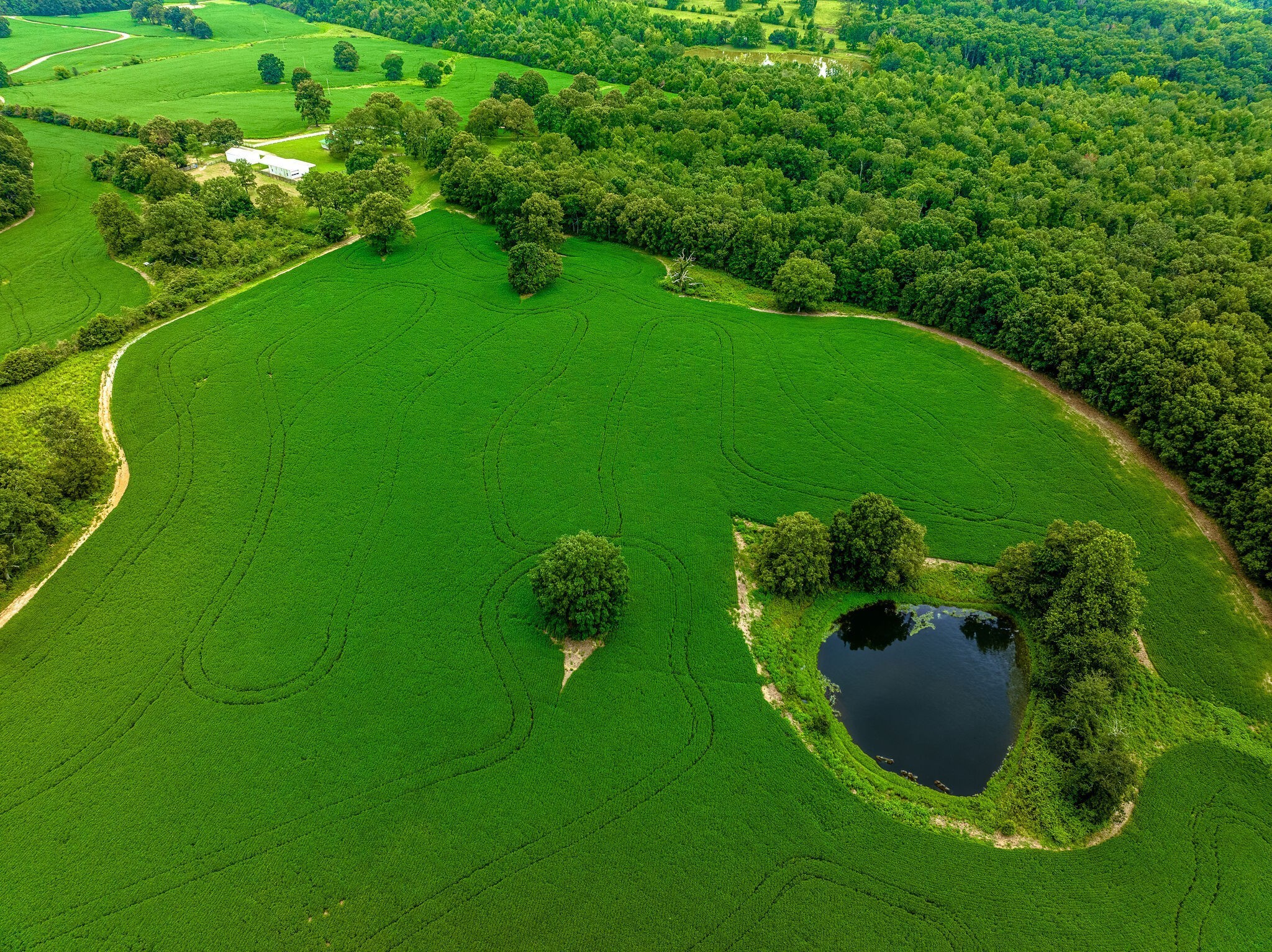 2385 Sylvia Road Dickson, TN 37055 - Photo 11 of 46 a green field with lots of trees