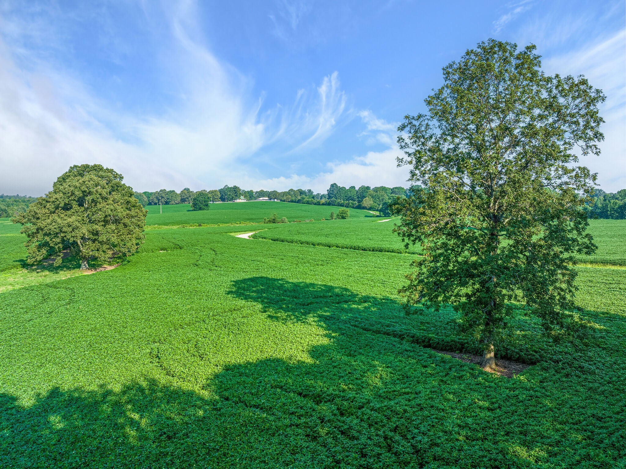 2385 Sylvia Road Dickson, TN 37055 - Photo 9 of 46 a green field with lots of bushes