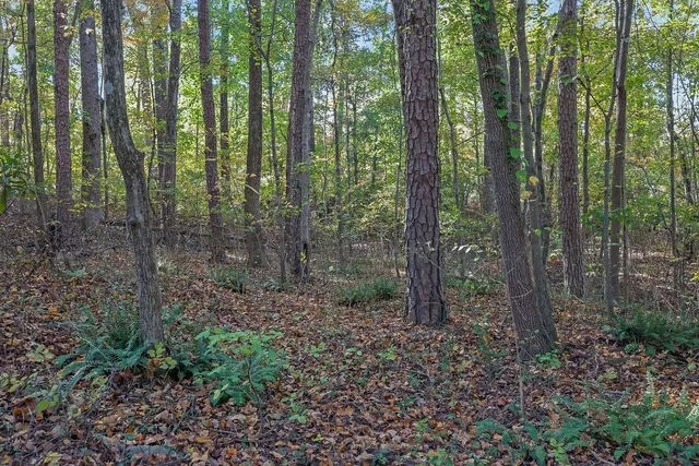 a view of a forest that has lots of trees