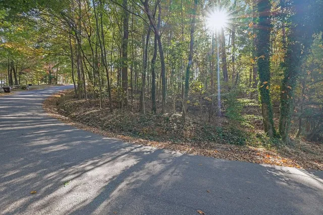 a view of a forest filled with trees