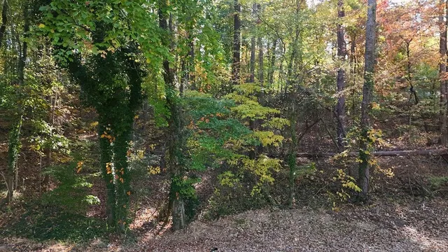 a view of a forest with lots of trees