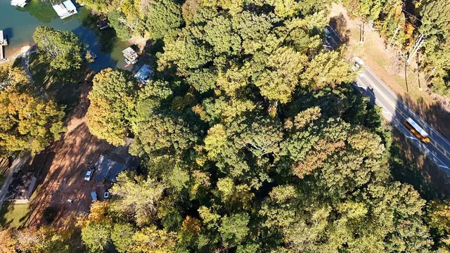 a view of a tree with flower plants