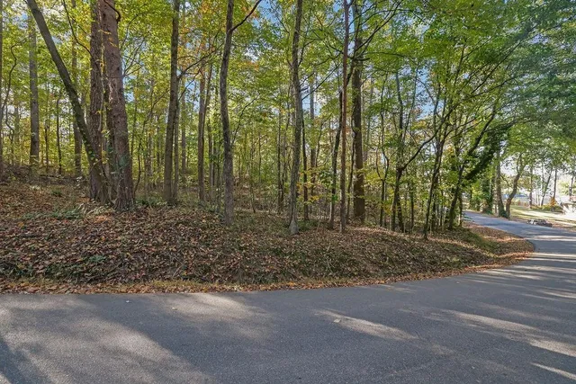 a view of a forest filled with trees