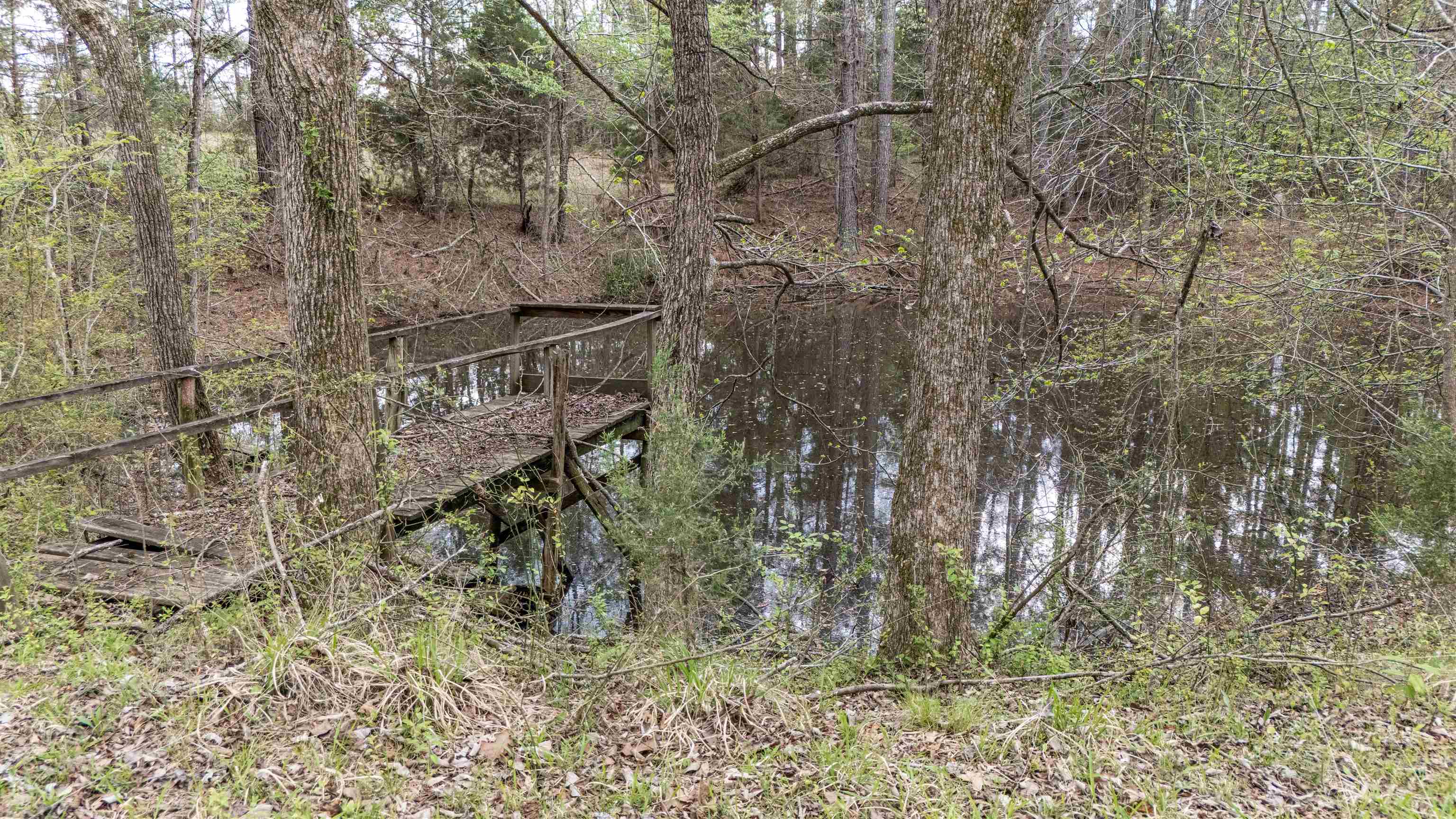 1040 Pocahontas Road Pocahontas, TN 38061 - Photo 13 of 14 a view of a yard with trees