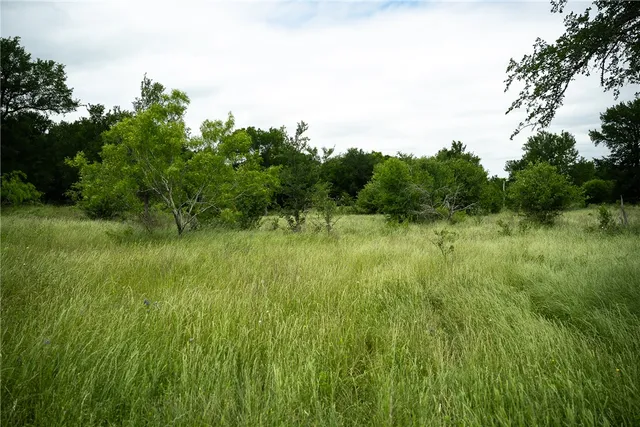a view of a lush green space