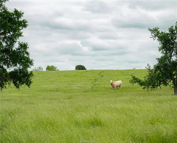 a view of a grassy area with an ocean
