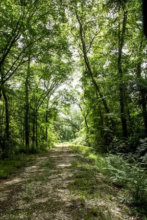 a big yard with lots of green space and trees