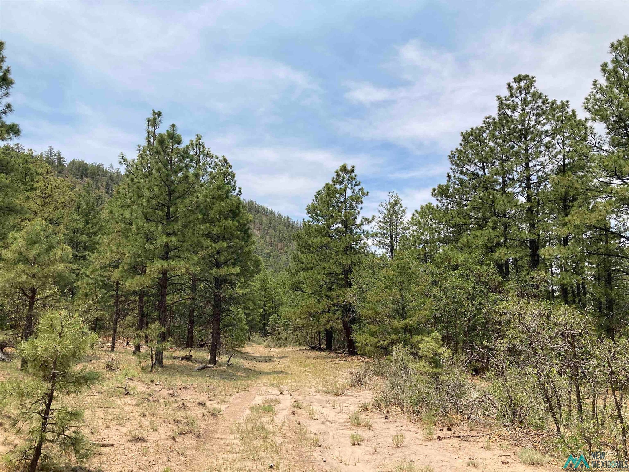1 Forest Rd100 Road Canones, NM 87516 - Photo 10 of 39 Gallery Image 10