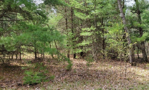 Xxx Normans Landing Road Webster, WI 54893 - Photo 6 of 7