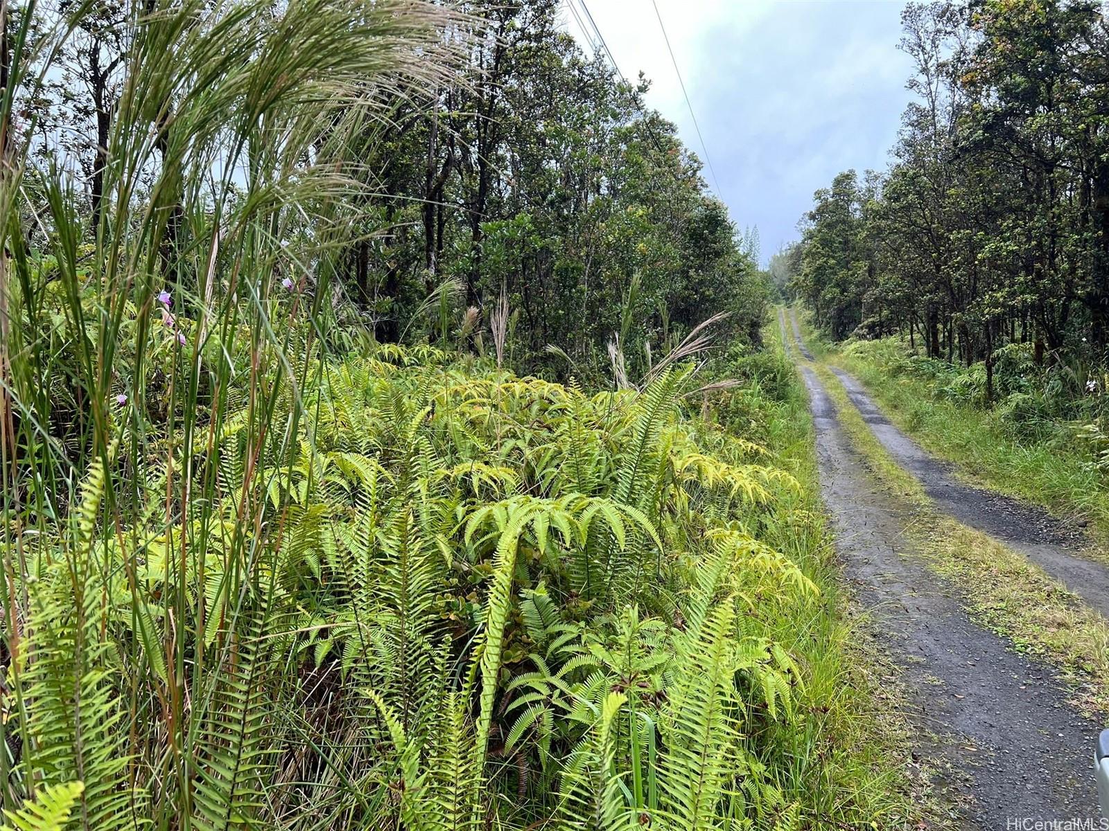 a view of a garden with plants