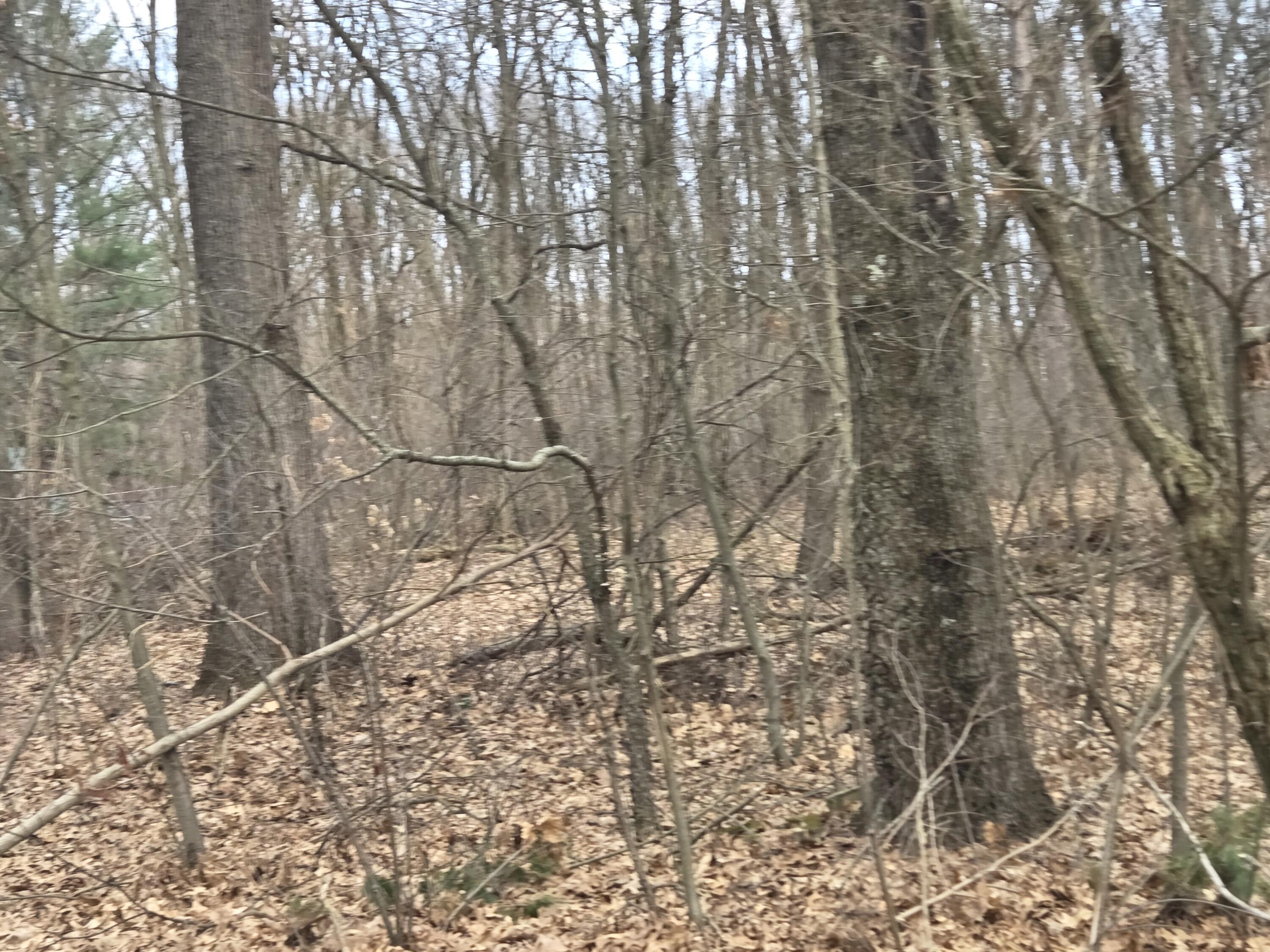 26641 60th Avenue Mattawan, MI 49071 - Photo 12 of 48 Hardwoods with walking trails