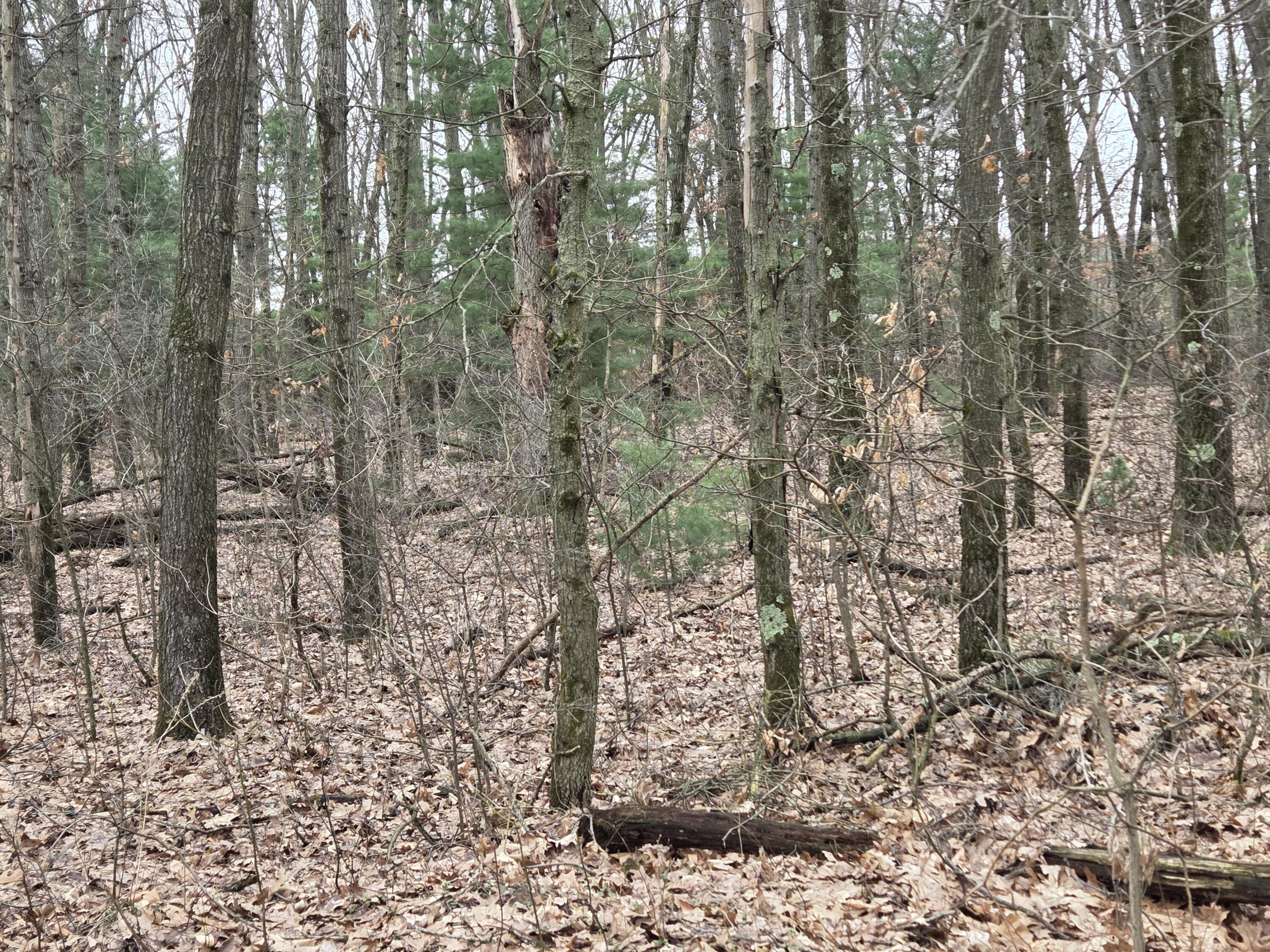 26641 60th Avenue Mattawan, MI 49071 - Photo 16 of 48 Mature Oak Woods