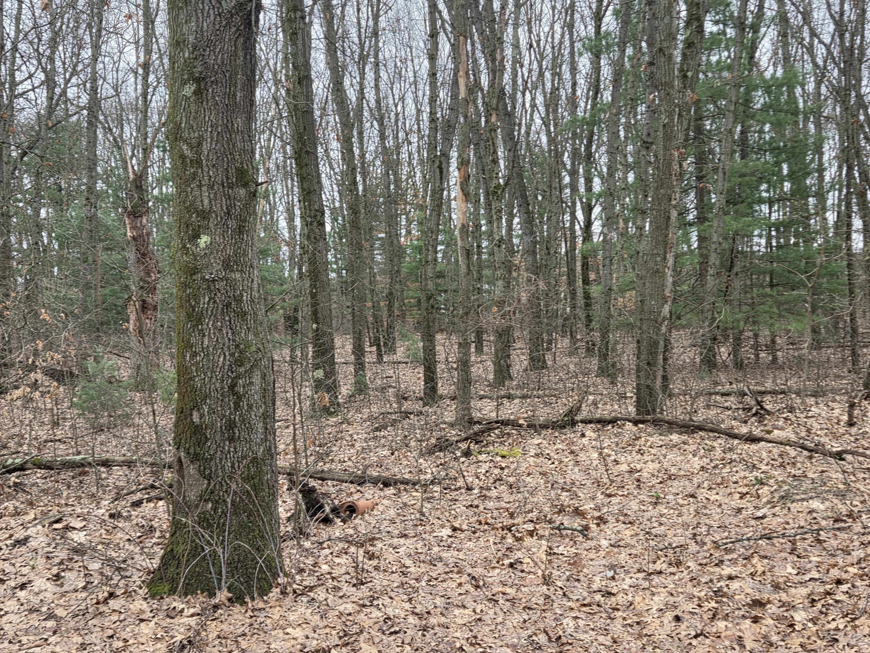 26641 60th Avenue Mattawan, MI 49071 - Photo 17 of 48 Woods