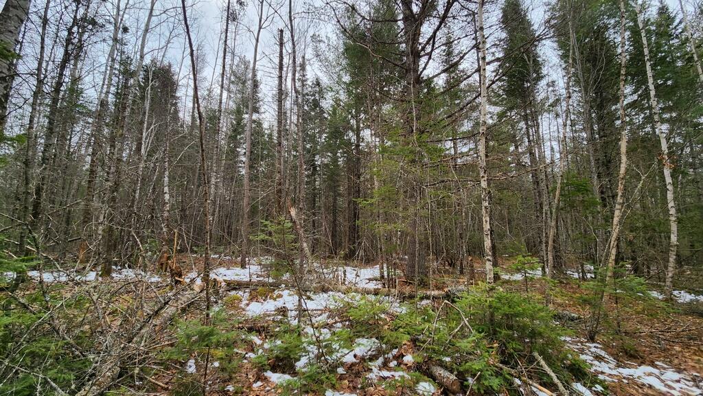 Lot 007 Old County Road Ellsworth, ME 04605 - Photo 8 of 16 20250329_111656_resized