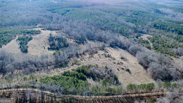 a view of a dry yard with lots of trees