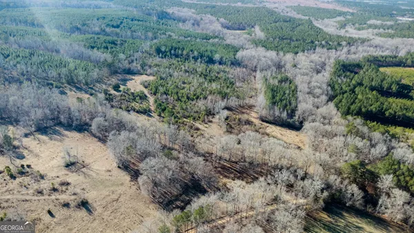 a view of backyard with palm tree