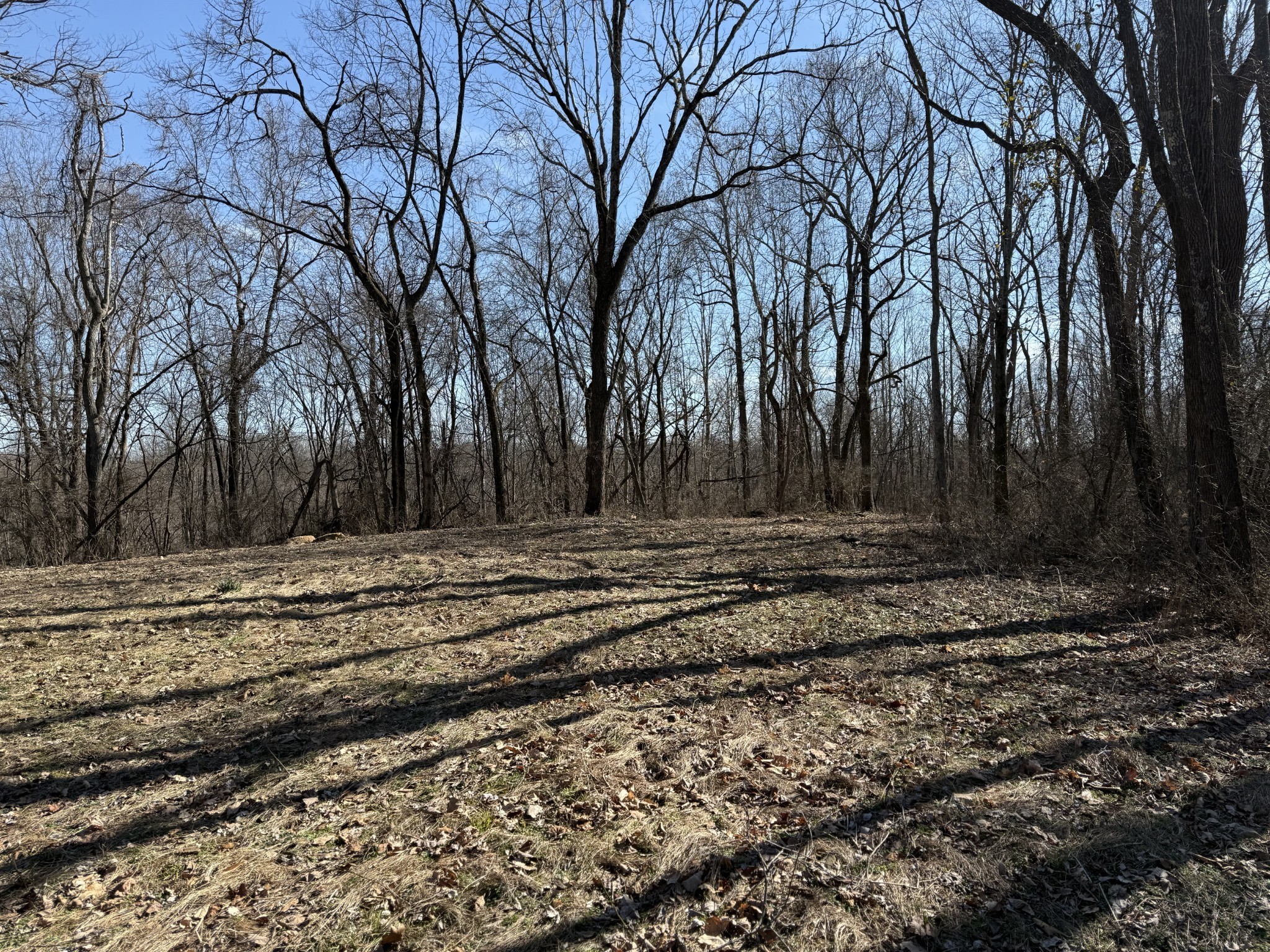 0 Hester Beasley Road Nashville, TN 37221 - Photo 18 of 57 a view of a yard with trees
