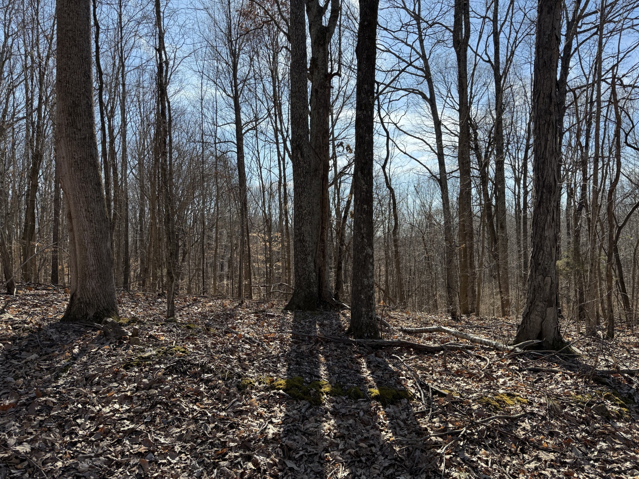0 Hester Beasley Road Nashville, TN 37221 - Photo 23 of 57 a view of a yard with trees