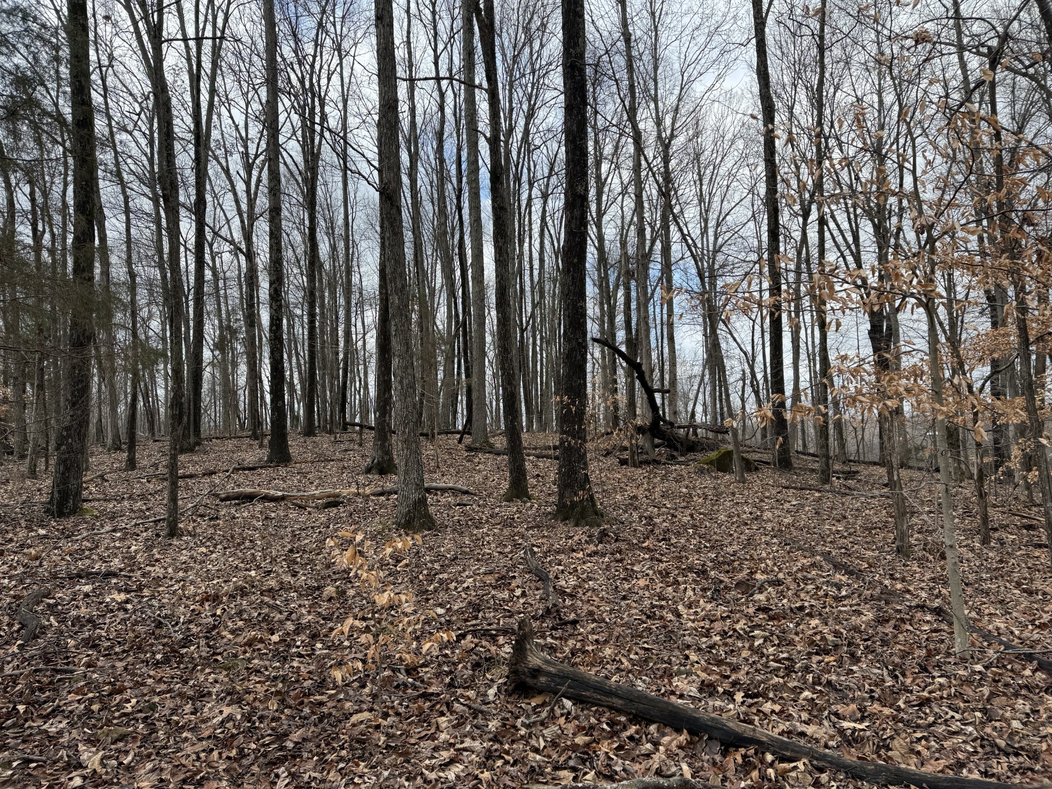 0 Hester Beasley Road Nashville, TN 37221 - Photo 24 of 57 a view of a backyard with large trees