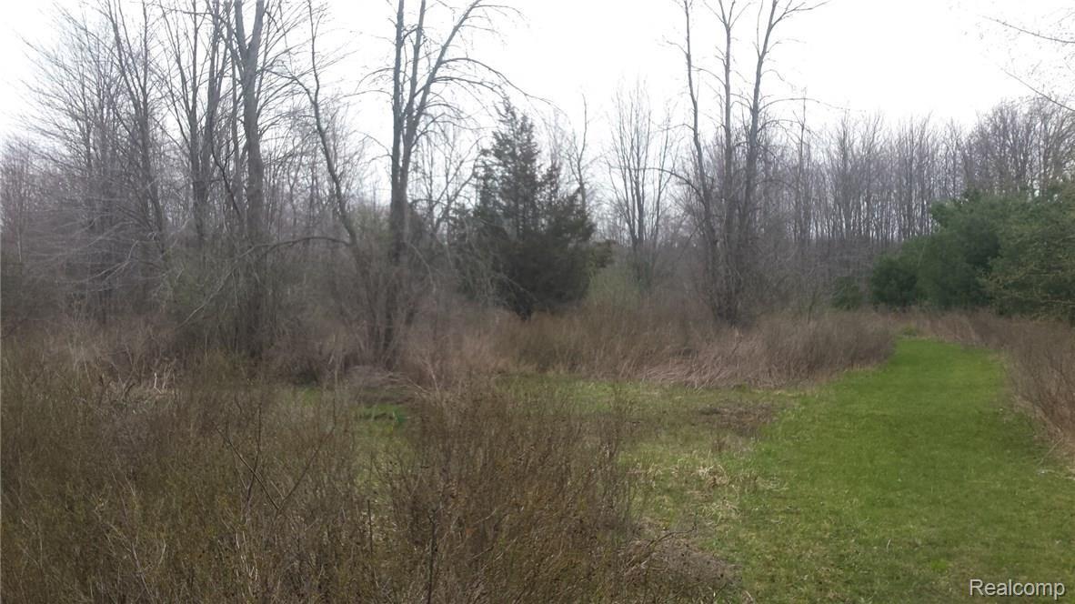 9772 Bryce Road Avoca, MI 48006 - Photo 25 of 26 This is another view of the woods.