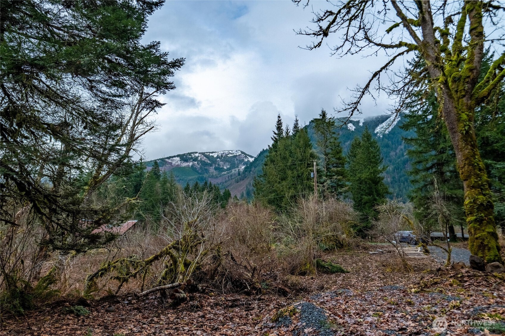 0 Mosquito Lake Road Deming, WA 98244 - Photo 4 of 22 a view of a tree in a yard