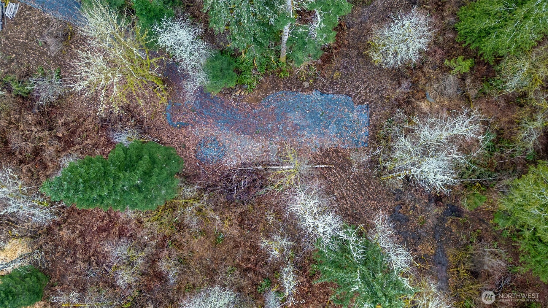 0 Mosquito Lake Road Deming, WA 98244 - Photo 5 of 22 a view of a yard with plants and a tree